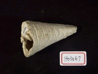 藏品(望遠鏡螺)的圖片